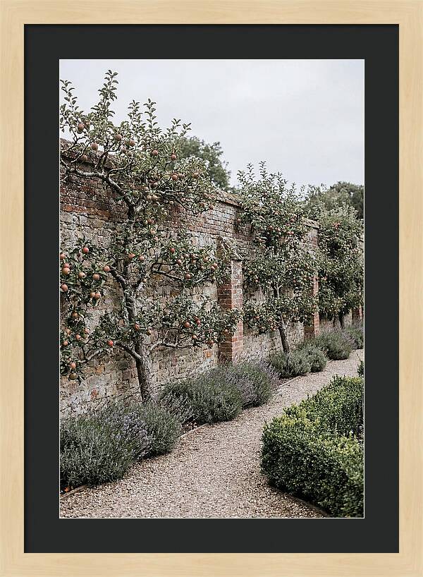 Garden Orchard With Espaliered Apple Trees