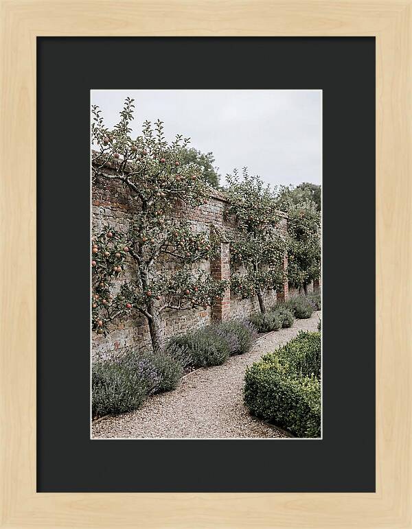 Garden Orchard With Espaliered Apple Trees