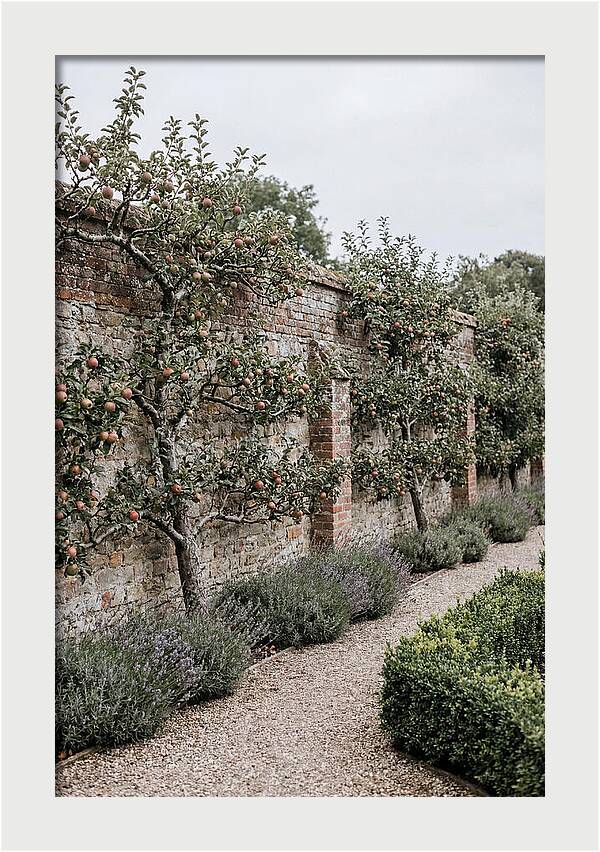 Garden Orchard With Espaliered Apple Trees