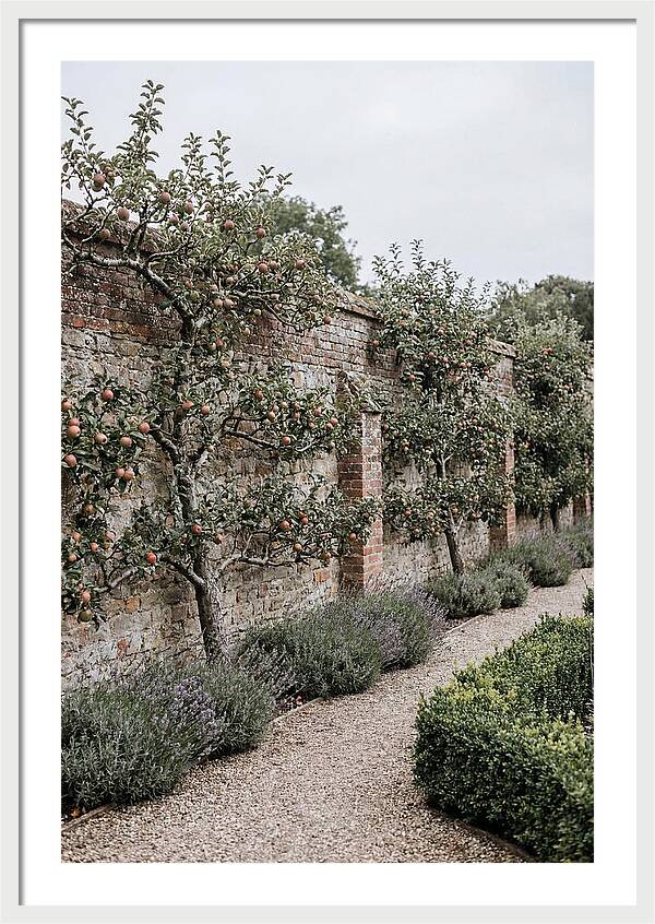 Garden Orchard With Espaliered Apple Trees