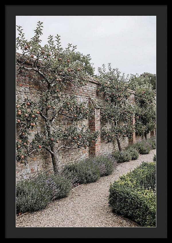 Garden Orchard With Espaliered Apple Trees