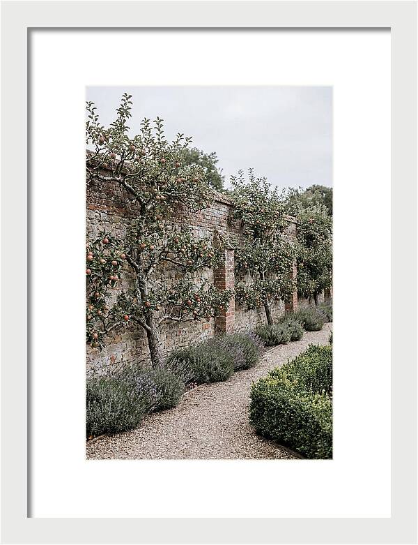 Garden Orchard With Espaliered Apple Trees