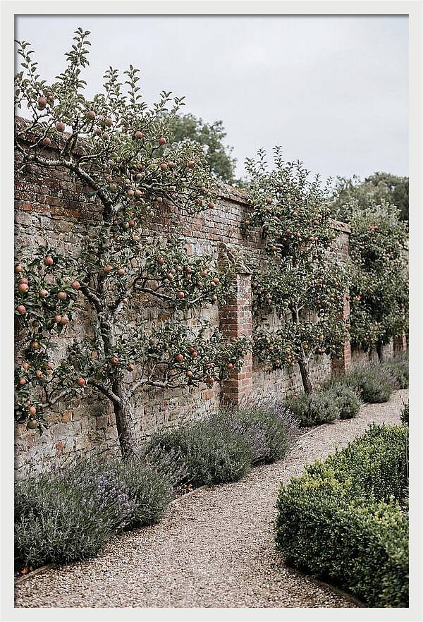 Garden Orchard With Espaliered Apple Trees