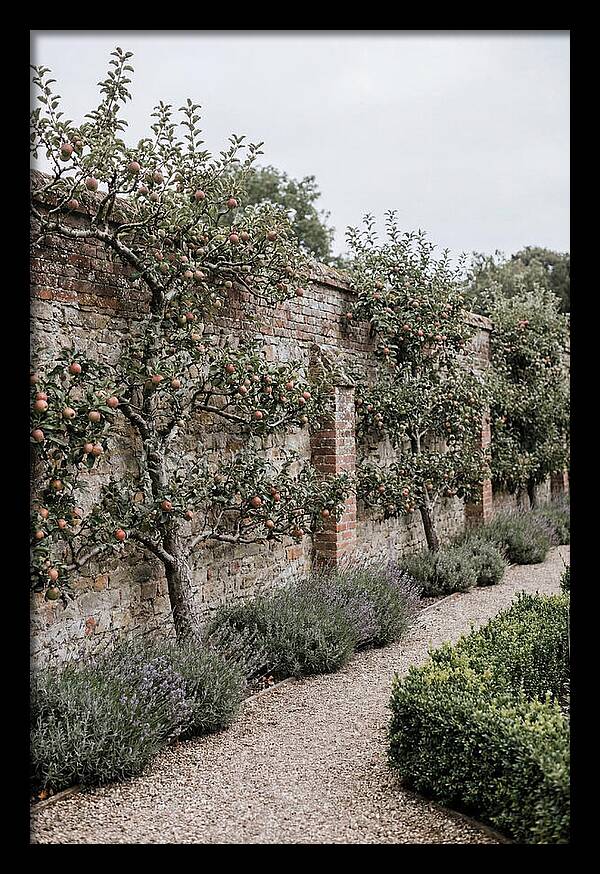 Garden Orchard With Espaliered Apple Trees