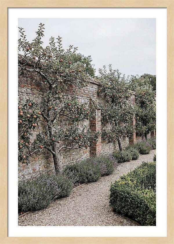 Garden Orchard With Espaliered Apple Trees
