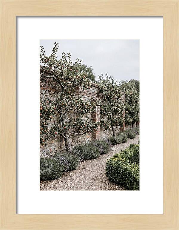 Garden Orchard With Espaliered Apple Trees