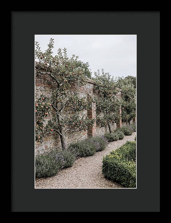Garden Orchard With Espaliered Apple Trees