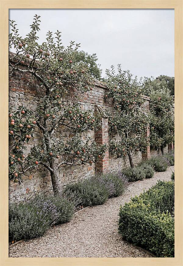 Garden Orchard With Espaliered Apple Trees