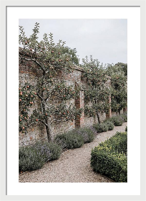 Garden Orchard With Espaliered Apple Trees