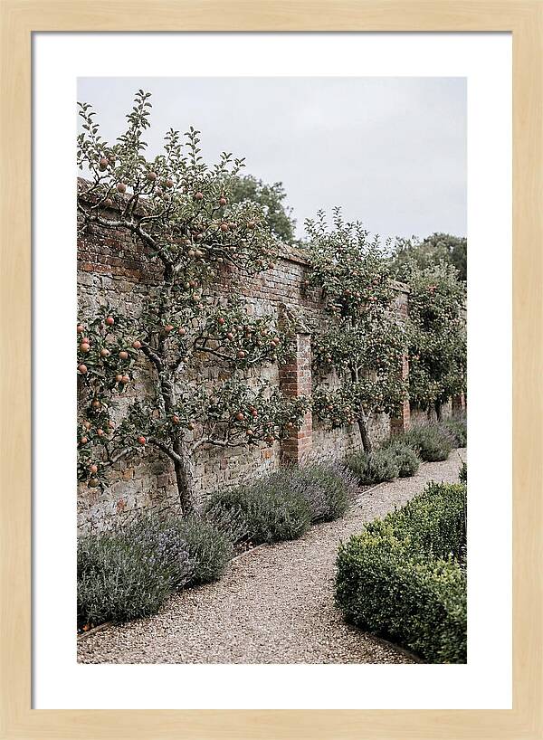Garden Orchard With Espaliered Apple Trees