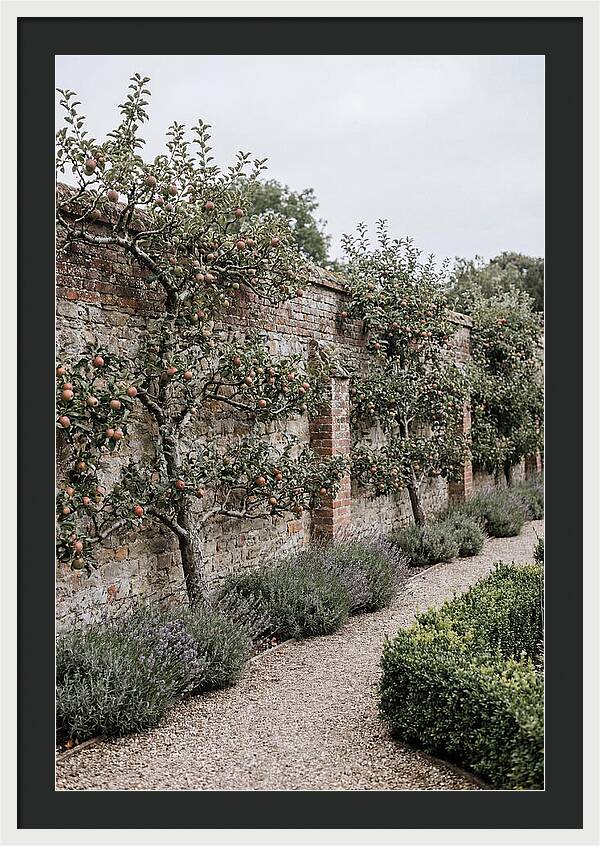 Garden Orchard With Espaliered Apple Trees