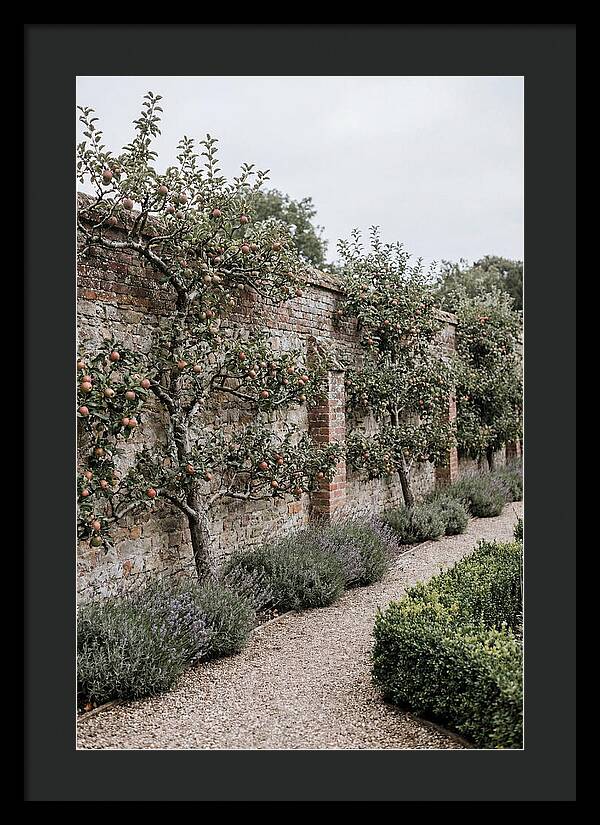 Garden Orchard With Espaliered Apple Trees
