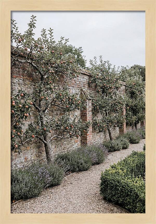 Garden Orchard With Espaliered Apple Trees