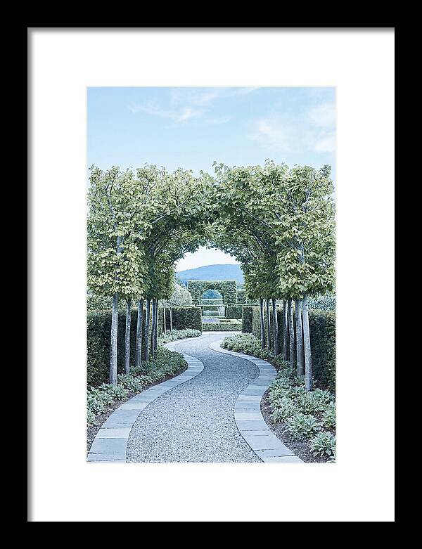 Garden Path Through Pleached Limbs