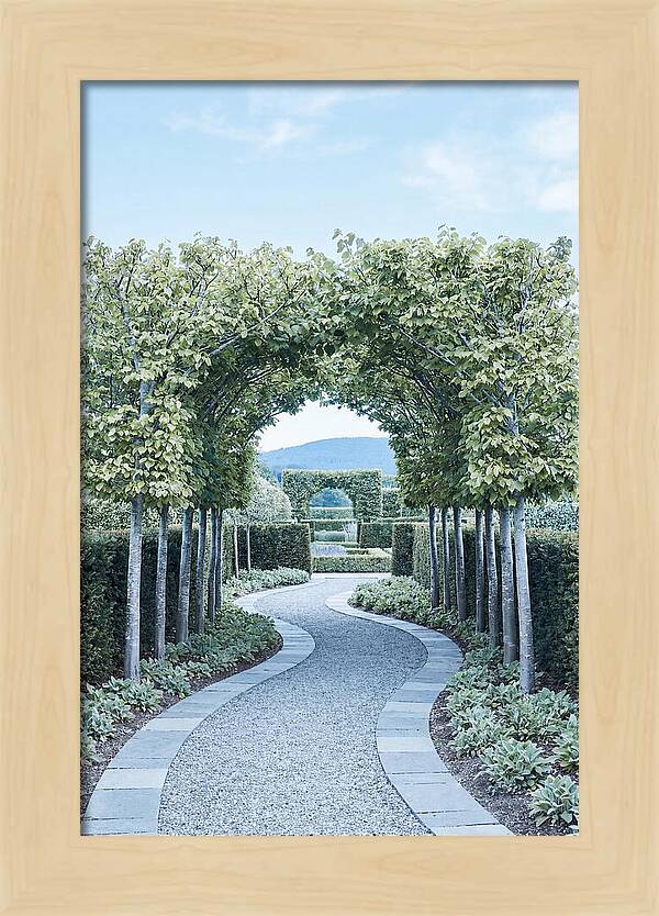 Garden Path Through Pleached Limbs