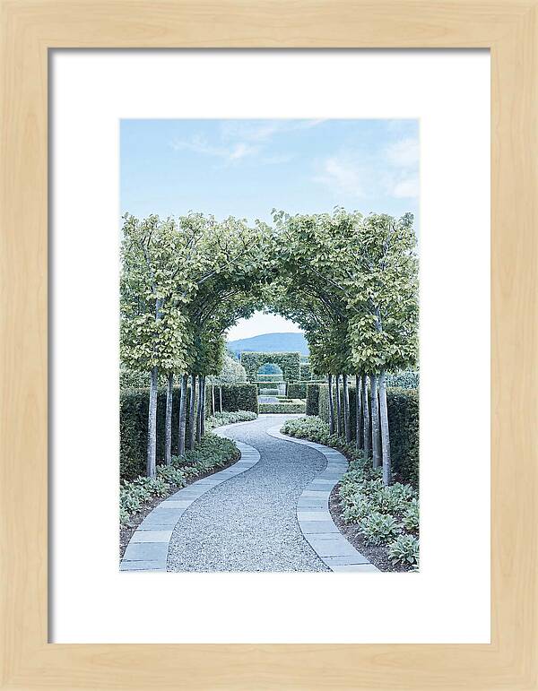 Garden Path Through Pleached Limbs