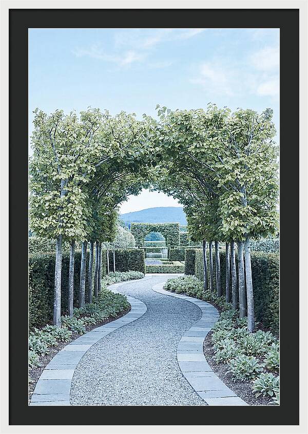 Garden Path Through Pleached Limbs