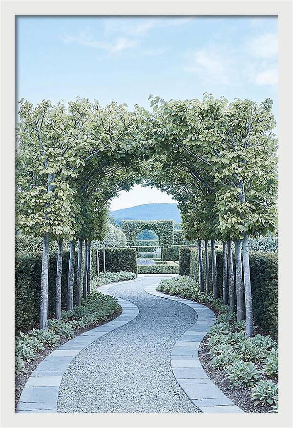 Garden Path Through Pleached Limbs