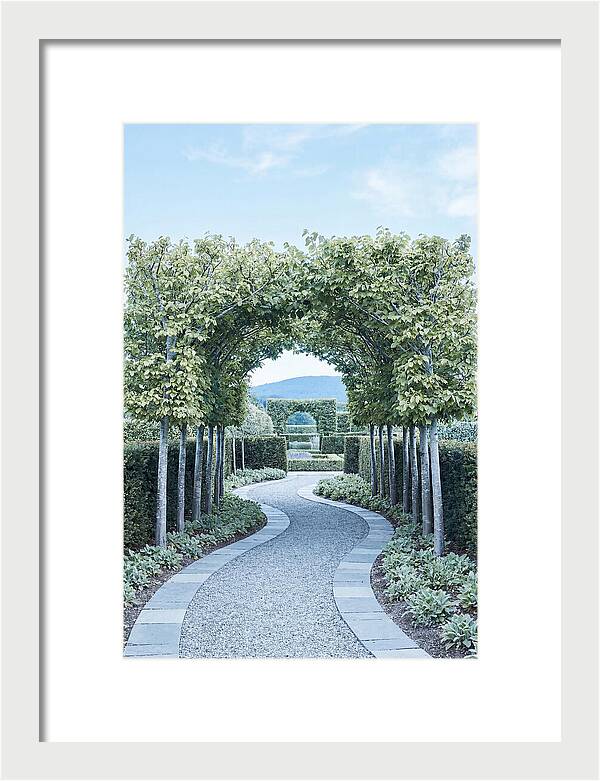 Garden Path Through Pleached Limbs