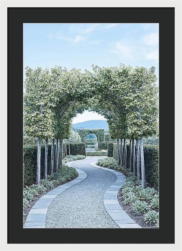 Garden Path Through Pleached Limbs