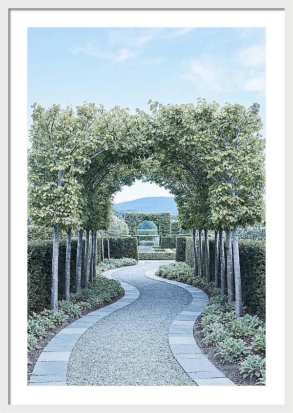 Garden Path Through Pleached Limbs