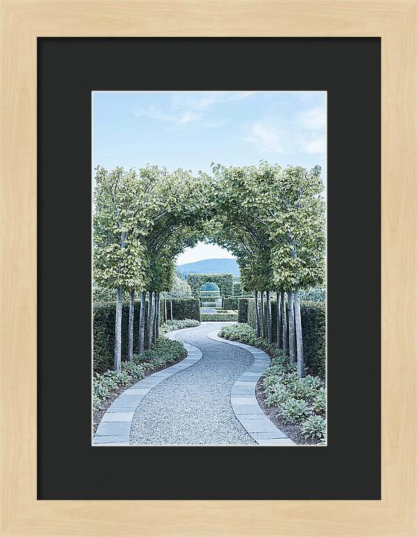 Garden Path Through Pleached Limbs