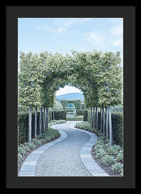 Garden Path Through Pleached Limbs