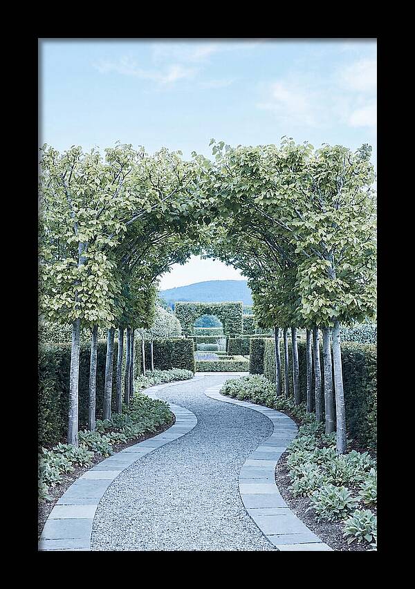 Garden Path Through Pleached Limbs