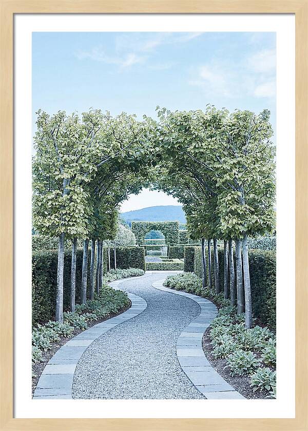 Garden Path Through Pleached Limbs
