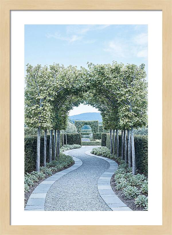 Garden Path Through Pleached Limbs