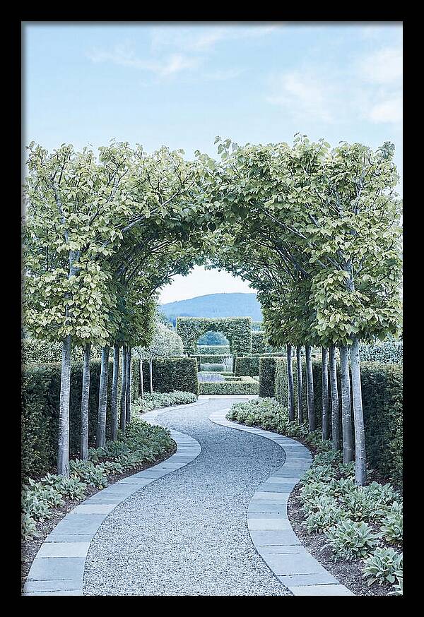 Garden Path Through Pleached Limbs