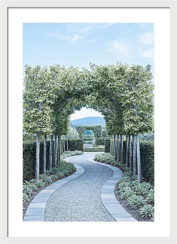 Garden Path Through Pleached Limbs