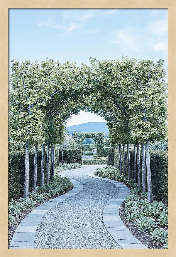 Garden Path Through Pleached Limbs