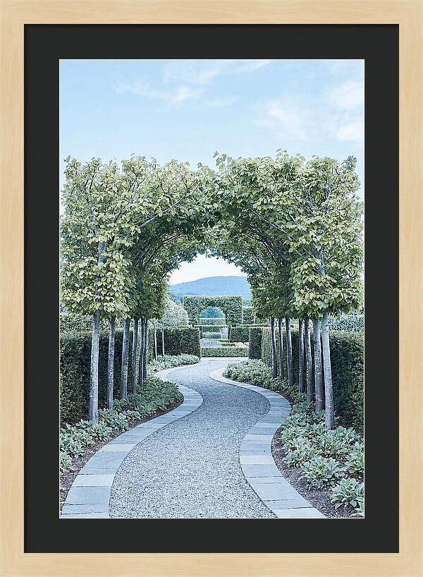 Garden Path Through Pleached Limbs