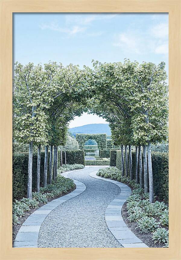 Garden Path Through Pleached Limbs
