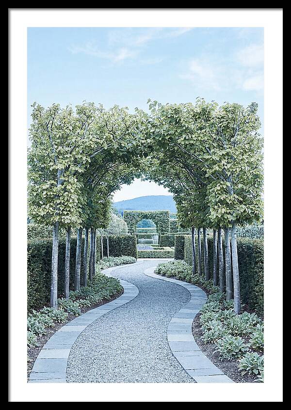 Garden Path Through Pleached Limbs