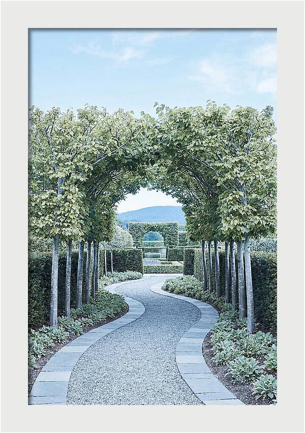 Garden Path Through Pleached Limbs