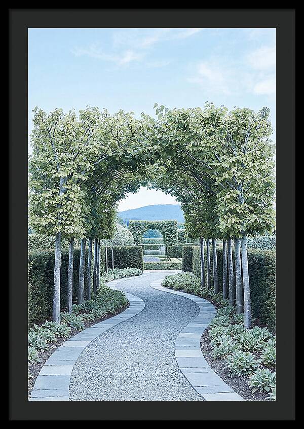 Garden Path Through Pleached Limbs