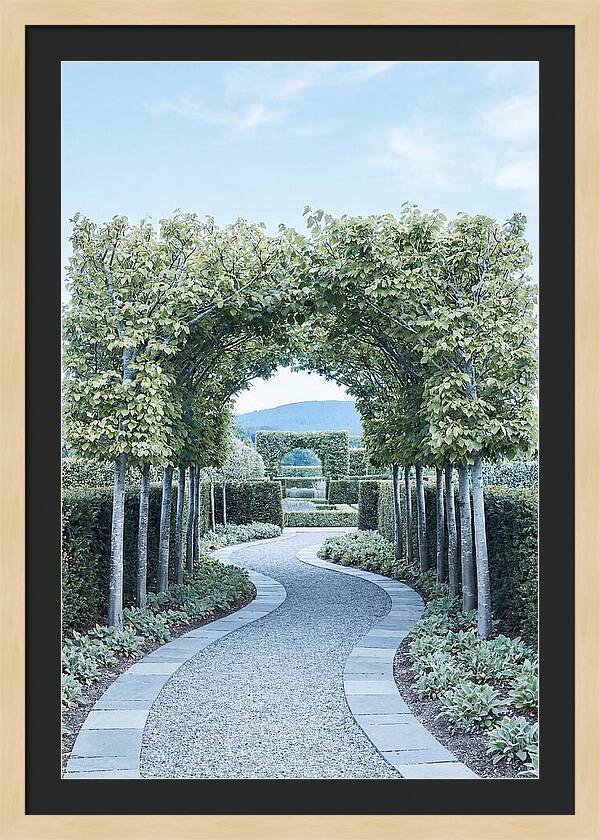 Garden Path Through Pleached Limbs
