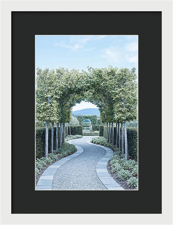 Garden Path Through Pleached Limbs