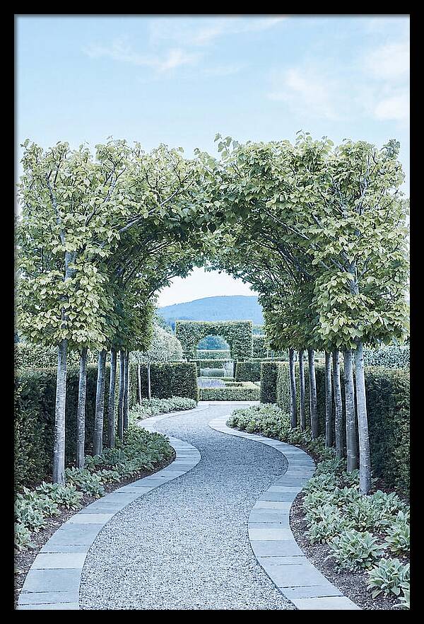 Garden Path Through Pleached Limbs