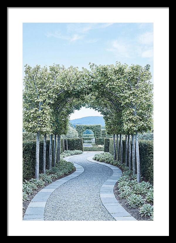 Garden Path Through Pleached Limbs