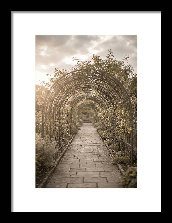 Garden Path Through Rose Tunnel
