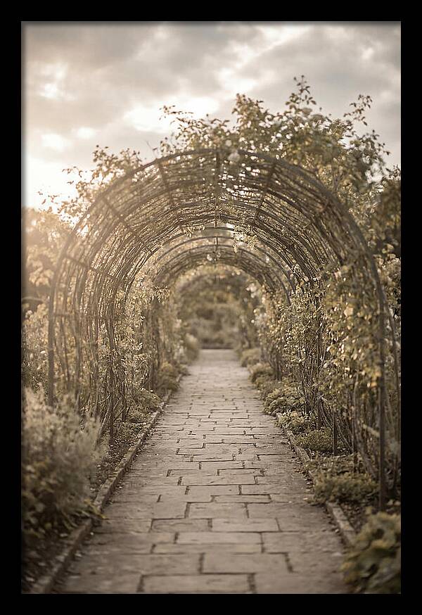 Garden Path Through Rose Tunnel