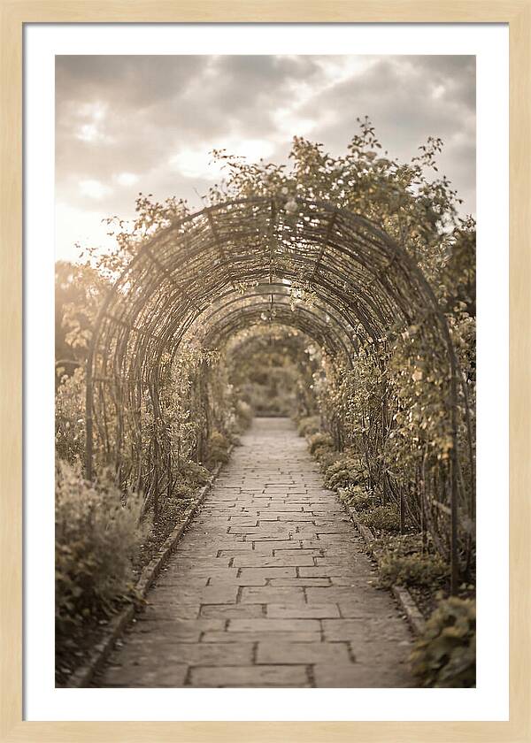 Garden Path Through Rose Tunnel