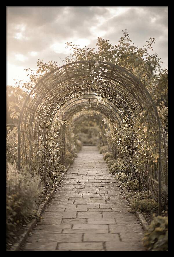Garden Path Through Rose Tunnel