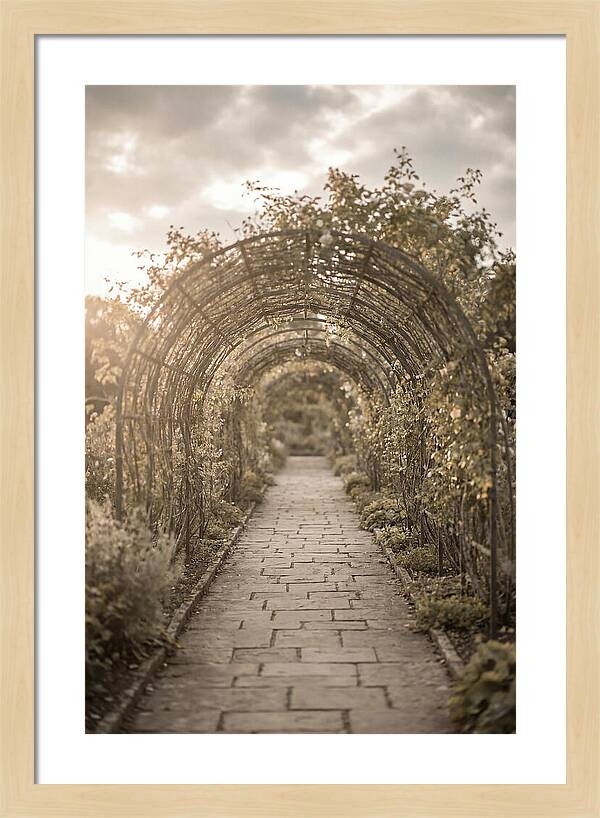 Garden Path Through Rose Tunnel
