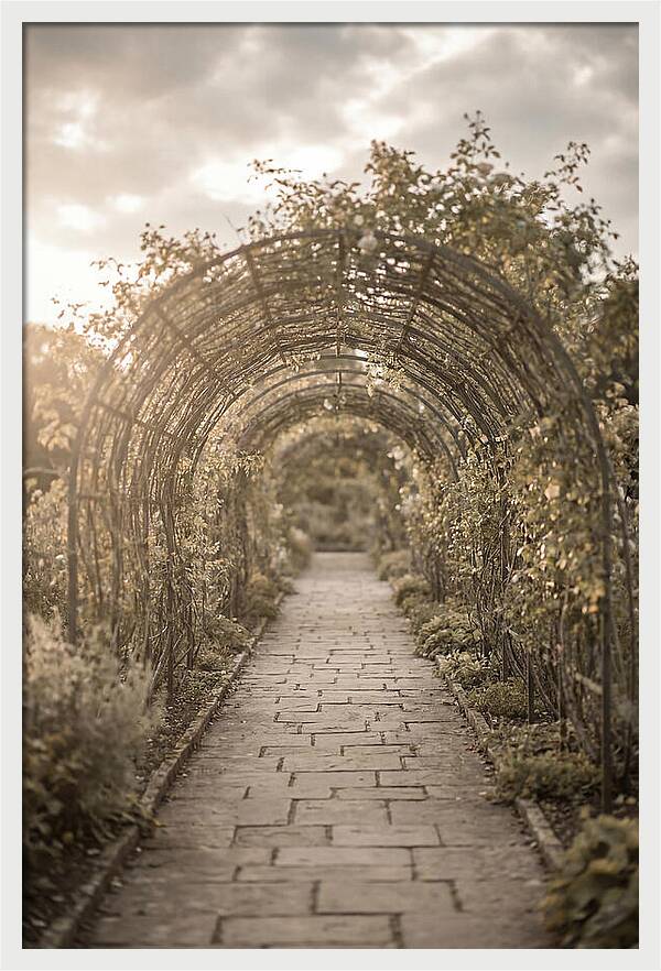 Garden Path Through Rose Tunnel