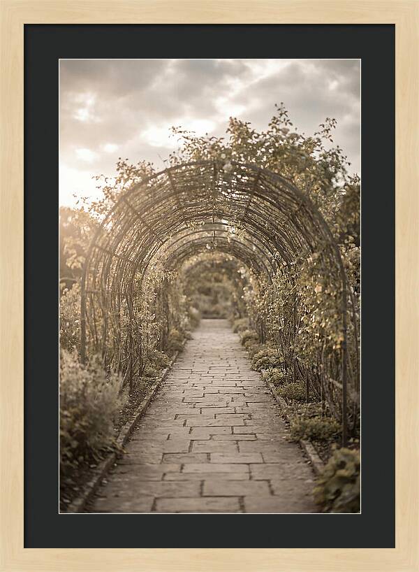 Garden Path Through Rose Tunnel