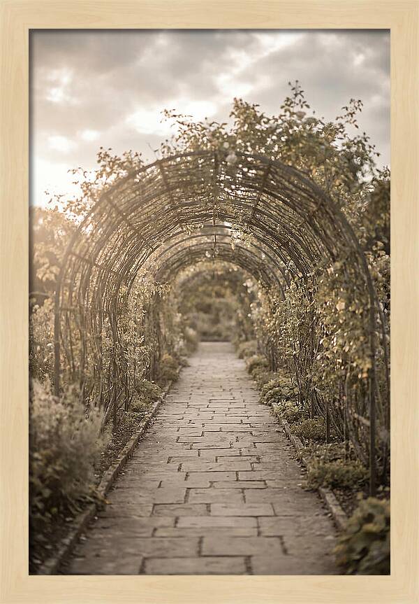 Garden Path Through Rose Tunnel